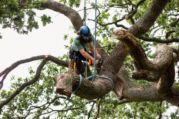 Professional Tree Care in Shelbyville, IN