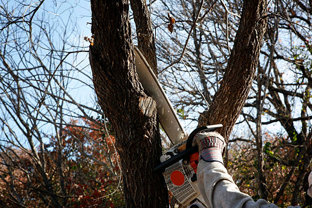 How Our Tree Care Process Works  in  Shelbyville, IN